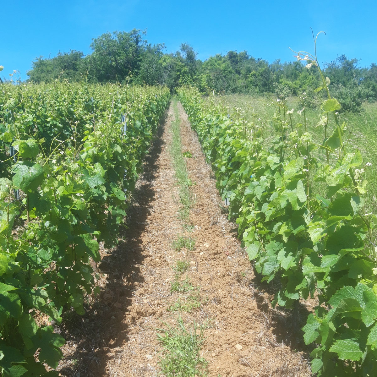 domaine-viticole-saint-desert