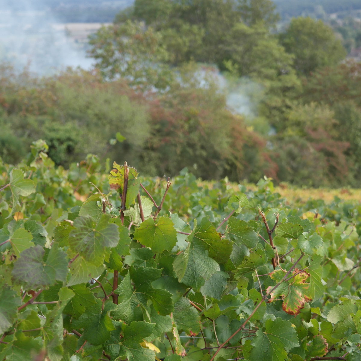 domaine-viticole-saint-desert