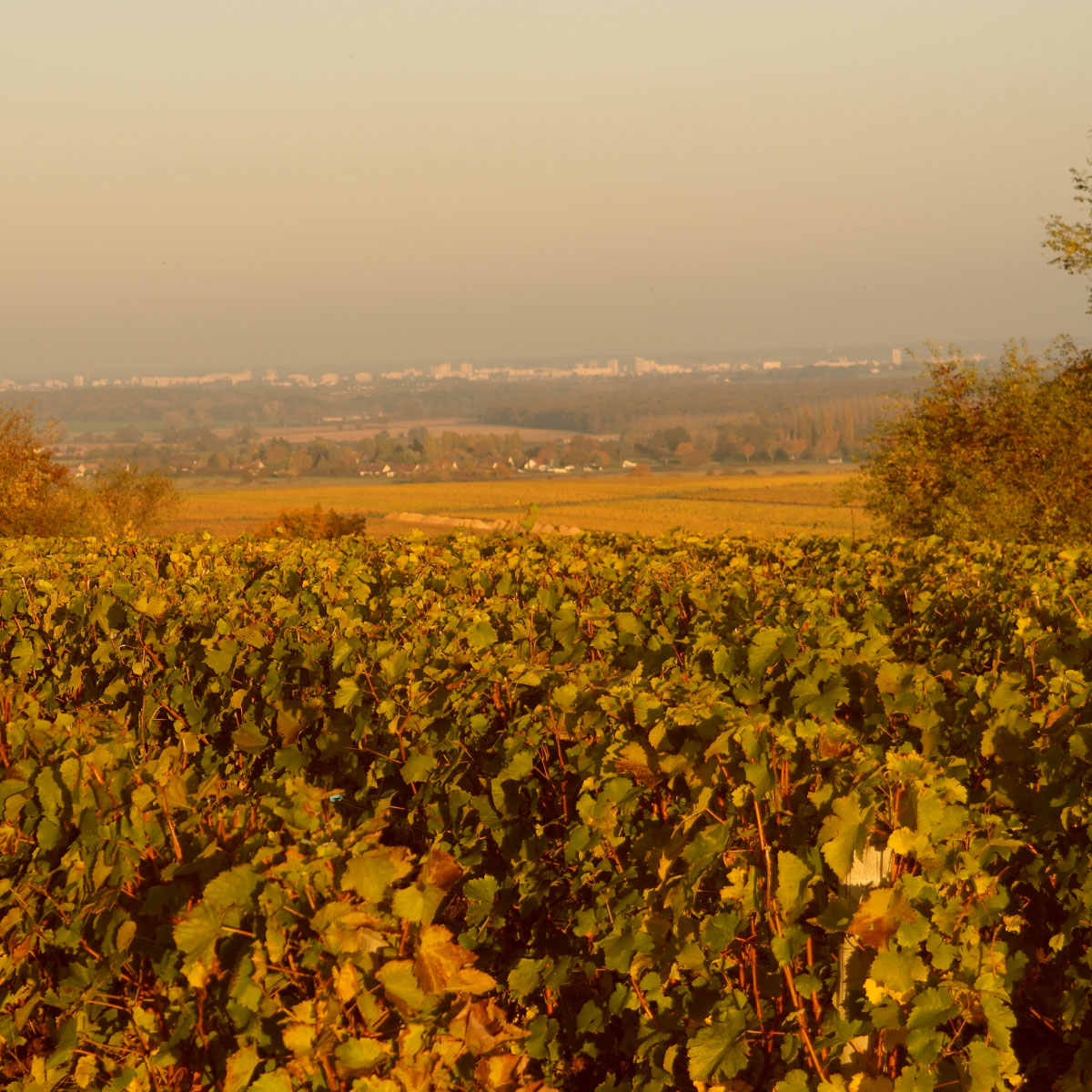 domaine-viticole-saint-desert