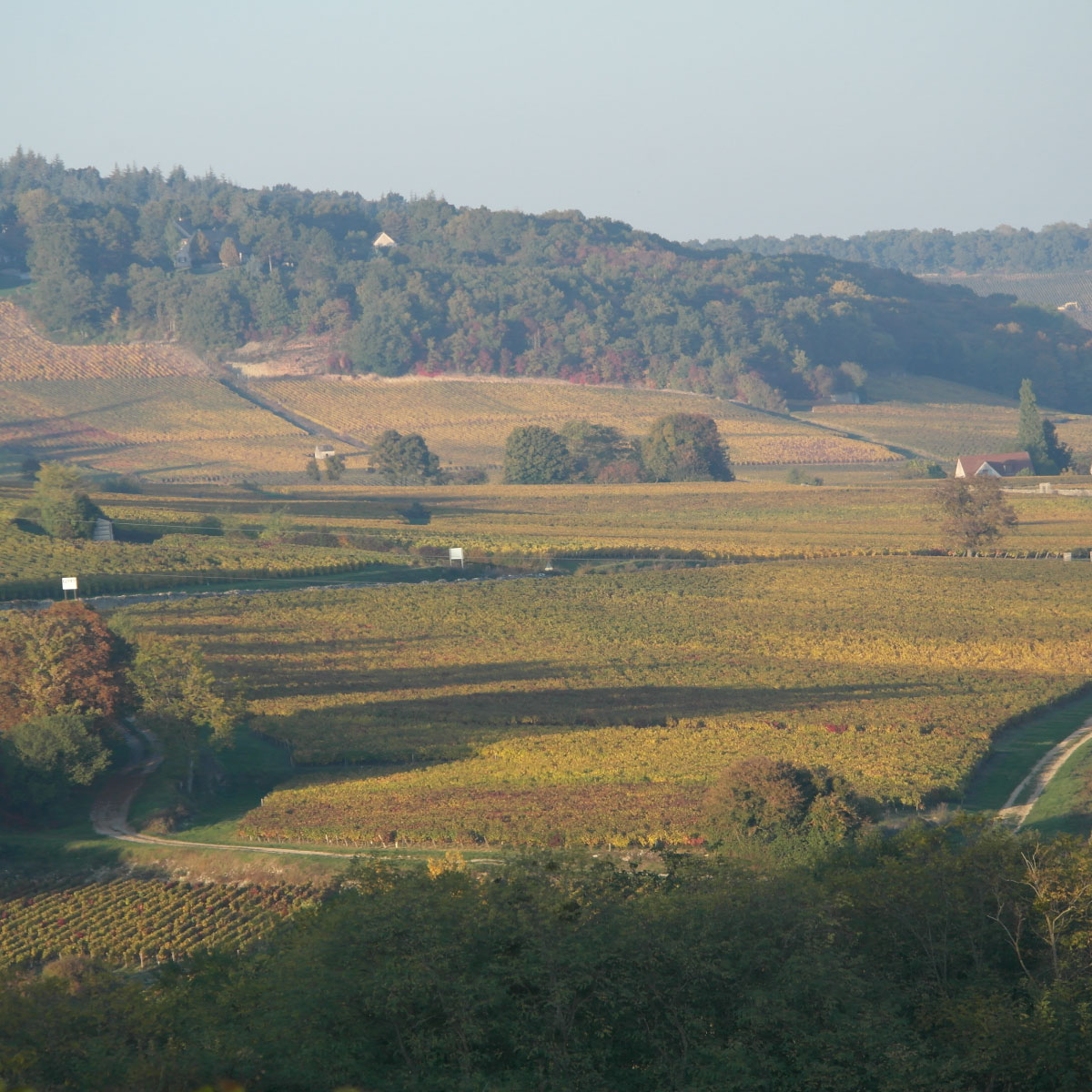 vigne-bourgogne