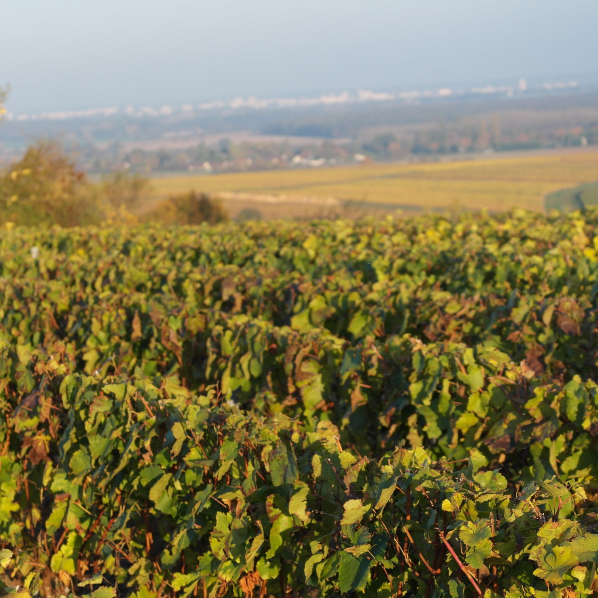 domaine-viticole-saint-desert